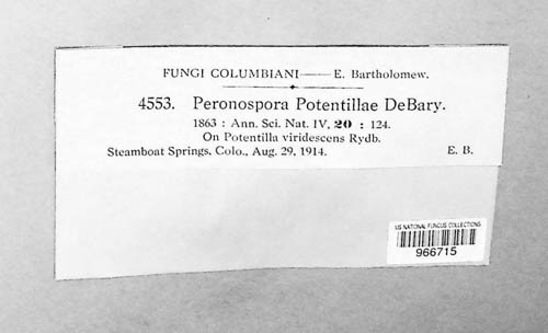 Peronospora potentillae image